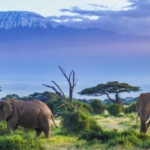 eSIM Tanzania de Gigago